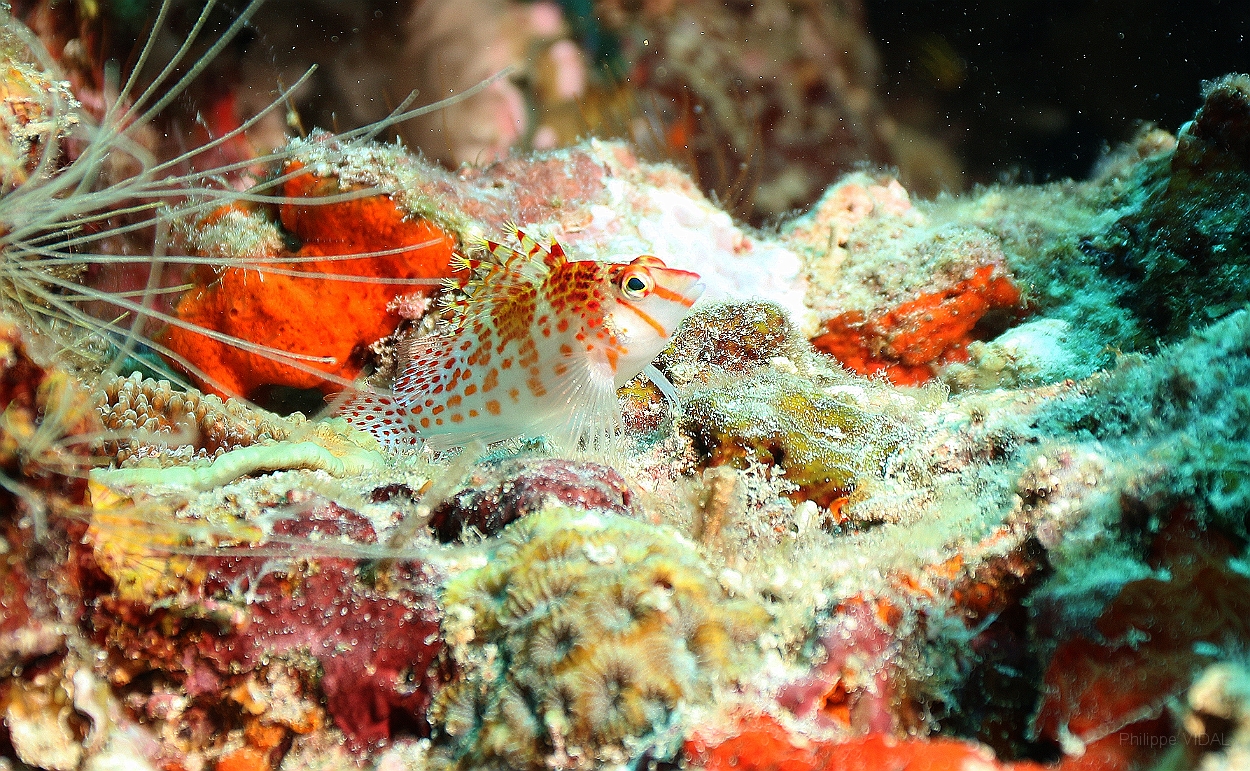 Sipadan_2015_Epervier nain a joues epineuses_Cirrhitichthys falco_IMG_3114_rc.jpg